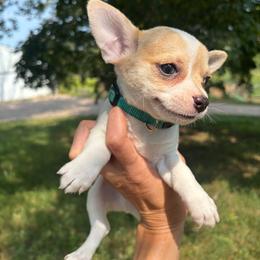 Teal male - Black sabled fawn male Chihuahua puppy in Isanti, Minnesota from Happy Little Chihuahuas