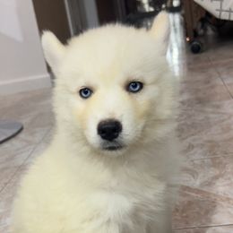 Snowflake - White female Siberian Husky puppy in Mountain House, California from Limitless Huskies