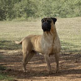 Dragon - Bullmastiff