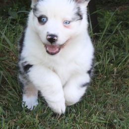Skylar (2 blue eyes) - Blue merle Australian Shepherd puppy in Roanoke, Virginia from Miniature Angels Farm