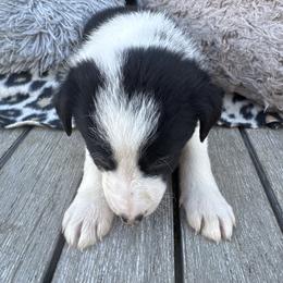 Girl 5 (423) - Black and white female Border Collie puppy in Temecula, California from Gibson's Border Collies