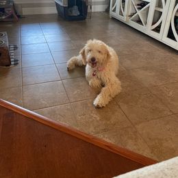 Aussiedoodle and Goldendoodle Puppies from Sweet Canaan Farm - Doodles