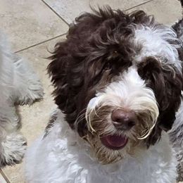 Navy Lindor - Chocolate Australian Labradoodle puppy in San Antonio, Texas from HighStar ALD, Inc.