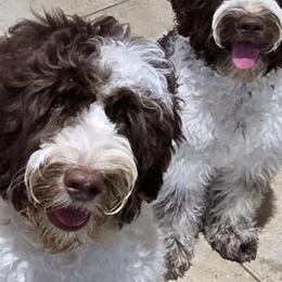 Navy Lindor - Chocolate Australian Labradoodle puppy in San Antonio, Texas from HighStar ALD, Inc.