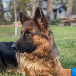 Arya - German Shepherd