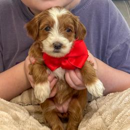 Ava - female Goldendoodle puppy in Florence, South Carolina from Candy Doodles