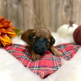 Donner - Brown male Whoodle puppy in Merritt, Michigan from Genesis Family Farm
