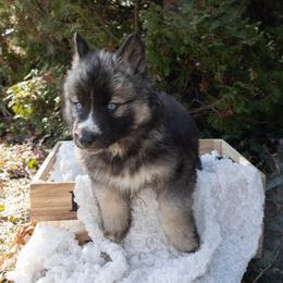 Iris - Agouti and white female Siberian Husky puppy in Grayslake, Illinois from Lamon’s Pom & Polar Pups