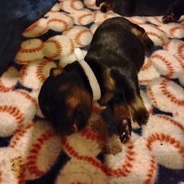 Girl 3 - female Rottweiler puppy in Jacksonville, Florida from Vom Jobaer Rottweilers