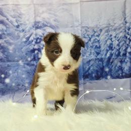 Nick Wilde - White and red male Border Collie puppy in Avilla, Indiana from Borderline Kennels