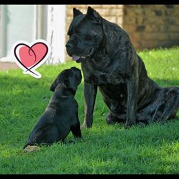 Cane Corso Puppies from Worldwide Cane Corso