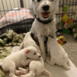 Jack Russell Terrier Puppies from Ground Force Jack Russell Terriers