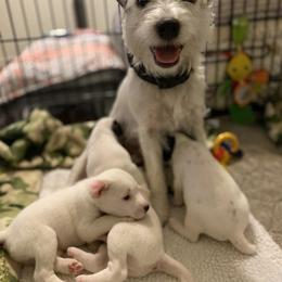 Jack Russell Terrier Puppies from Ground Force Jack Russell Terriers