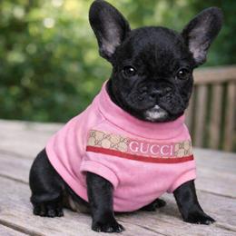 Pepper - Black female French Bulldog puppy in Maplewood, New Jersey from Poos&Bulls Keepsake