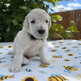 Poodle Puppies from Tyler Family Poodles