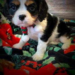 Cavalier King Charles Spaniel Puppies from Krawczyk's House of Cavaliers