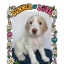 Sunshine - Cream female Goldendoodle puppy in Frostproof, Florida from Lover Dover Doodles