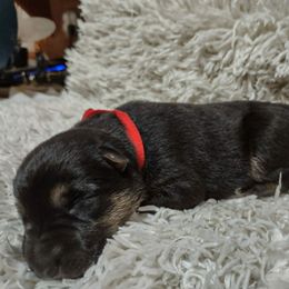 Red collar female - Black and tan female German Shepherd puppy in Gainesville, Georgia from Vom Haus Schair-Finest Working line German Shepherd Puppies