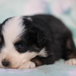 Dolly - Going to PA - Black tri female Toy Australian Shepherd puppy in Newnan, Georgia from Baker's Down South Aussies