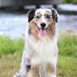 Australian Shepherds from Knauer Australian Shepherds