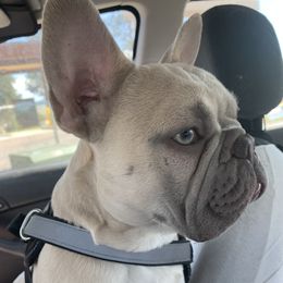 Chester - French Bulldog