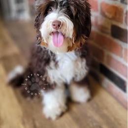 Mia - Bernedoodle