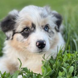 Taylor - Blue merle Australian Shepherd puppy in Kansas City, Missouri from Aussie Hill Farm