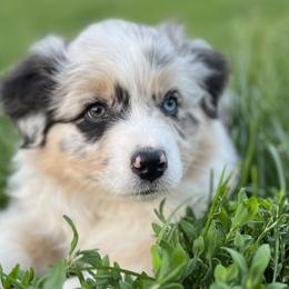 Taylor - Blue merle Australian Shepherd puppy in Kansas City, Missouri from Aussie Hill Farm