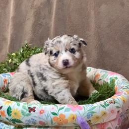 Freckles - Blue merle female Australian Shepherd puppy in California from Eagle River Aussies