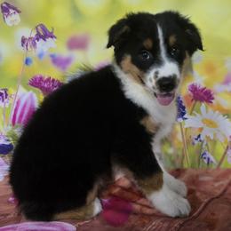 Boy 5 - male Australian Shepherd puppy in Lakeland, Florida from Diamond P Australian Shepherds