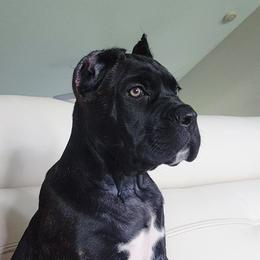 Emanuel - Black brindle male Cane Corso puppy in Palm Coast, Florida from Northgold Cane Corso