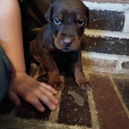 Green collar black boy - Black and rust male Doberman Pinscher puppy in Antioch, Tennessee from Aiba Doberman's