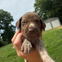 Baileys - Liver roan male German Shorthaired Pointer puppy in Axton, Virginia from Red Clay Kennels