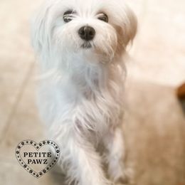 Chloe - Maltese