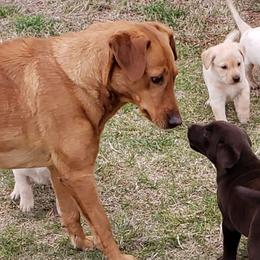 Labrador Retrievers from Huntmaster Labs