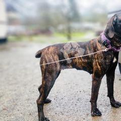 Molosser (Bully x) Puppies from Riot River Mastiffs