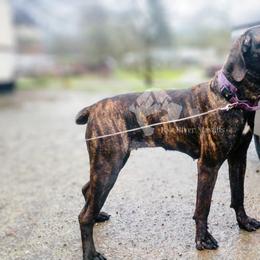 Molosser (Bully x) Puppies from Riot River Mastiffs