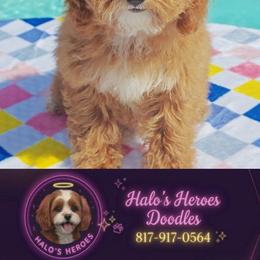 Tabitha 8 1 7 - 9 1 7 - 0 5 6 4 - Red female Cavapoo puppy in Dallas, Texas from Halo's Heroes Doodles