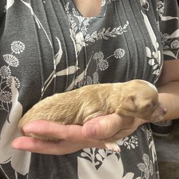 Darkest male - Apricot male Maltipoo puppy in Mabelvale, Arkansas from Durham's Designer Poos