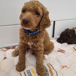 Blue Collar - Red  male Poodle puppy in Colorado Springs, Colorado from Silly's Standard Poodles
