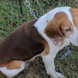 Beagles from Curtis's Beagles