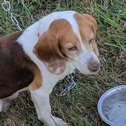 Beagles from Curtis's Beagles