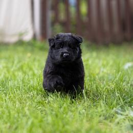 German Shepherd Puppies from Zwinger Vom Rabenauge