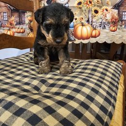Puppy 2 - Black and tan female Welsh Terrier puppy in Salem, Indiana from Walnut Ridge Terriers