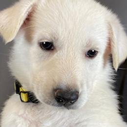 Girl 3 - White female German Shepherd puppy in Santa Rosa Valley, California from Diamond White German Shepherds