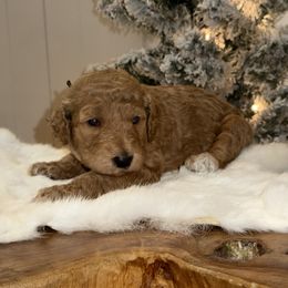 Purple collar M - Poodle puppy from Sunset Standard Poodles