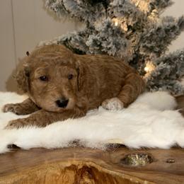 Purple collar M - Poodle puppy from Sunset Standard Poodles