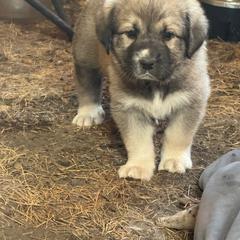 Girl 6 lime green collar - Fawn female Anatolian Shepherd Dog puppy in Clifton, Illinois from Mcginnis Guardian Dogs