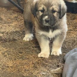 Girl 6 lime green collar - Fawn female Anatolian Shepherd Dog puppy in Clifton, Illinois from Mcginnis Guardian Dogs