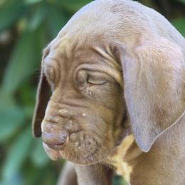 Hannah - Chocolate female Great Dane puppy in Cottage Grove, Oregon from Divine Rottweilers